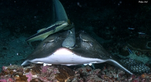 Maldives 2021 - rande raie guitare - Giant guitarfish - Rhynchobatus djiddensis - DSC00406_rc